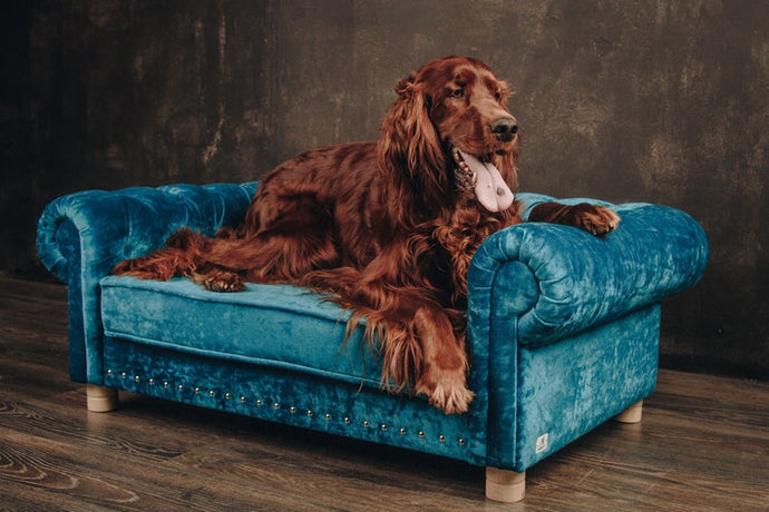 Luxury Large Dog Bed with Orthopedic Memory Foam